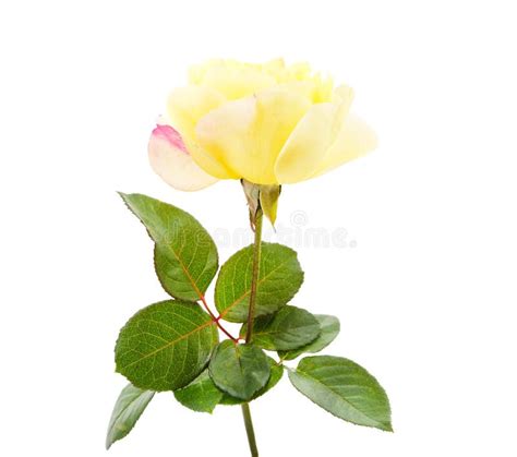 Beautiful Yellow Roses Stock Photo Image Of Green Gentle 233475418