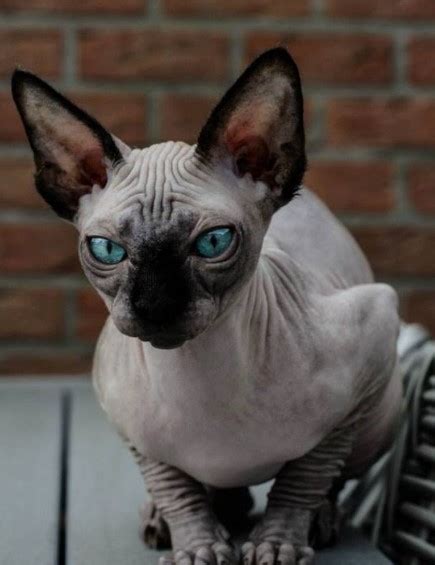 50 Best Hairless Cat Cat Haircuts 2023