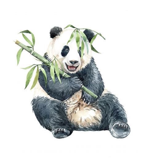 Premium Vector Watercolor Panda Eating Bamboo Panda Painting Panda