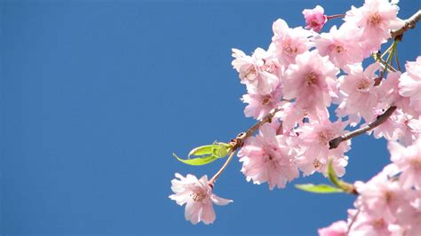 Spring Cherry Blossom Wallpapers Top Free Spring Cherry Blossom