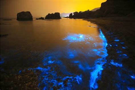 Sea Turns Fluorescent In Dalian Northeast China 1 Cn