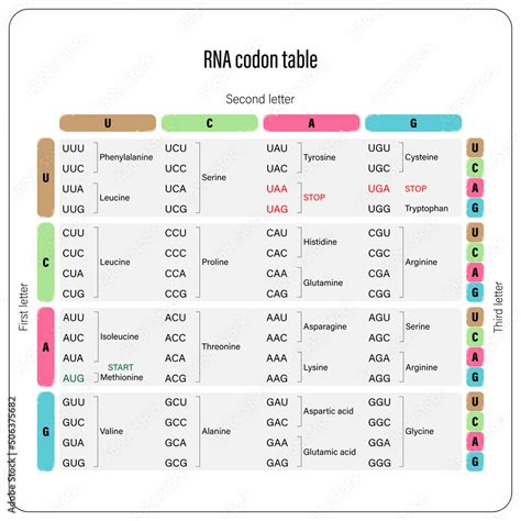 Rna Codon Table Vector Genetic Code Table The Three Bases Of An Mrna