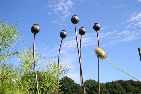 Hebei jinshi industrial metal co., ltd is an energetic enterprise, founded by tracy guo in may 2008. Poppy Seed Heads - Medium | Gardeners Forge