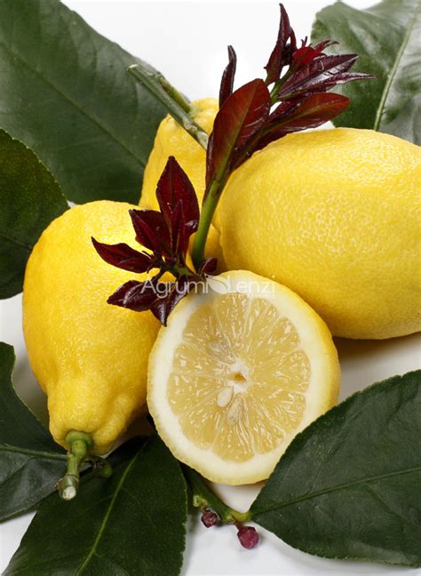 Limone Carrubaro Citrus Limon Agrumi Lenzi
