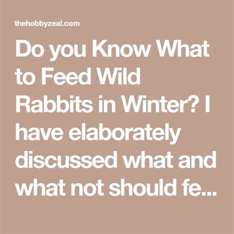 Do You Know What To Feed Wild Rabbits In Winter I Have Elaborately