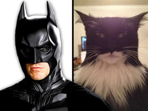 A Cat That Looks Like Batman And Another Masquerading As Two Face
