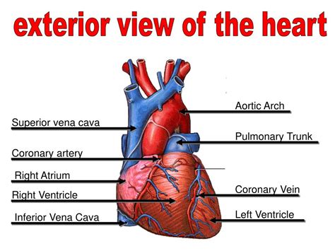 Ppt The Heart Powerpoint Presentation Free Download Id6996191
