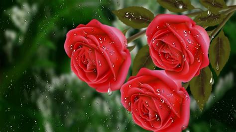 Feel free to download, share, comment. Flowers-rain-drops-roses-water-red-free-download-wallpaper ...