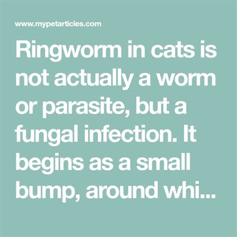 Ringworm In Cats Is Not Actually A Worm Or Parasite But A Fungal