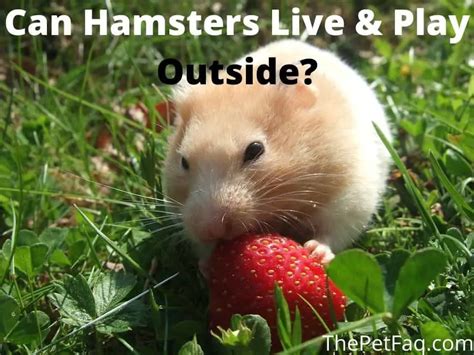 Can Hamsters Be Kept Outside Living And Playing Thepetfaq