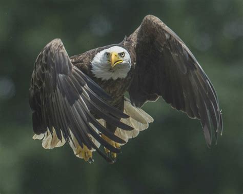 Are you sure you want to view these tweets? Bald eagles boom in NYS | Glens Falls Chronicle