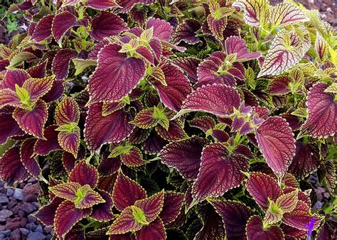 Coleus Varieties Now Ready For Garden Shade And Sun Mississippi State University Extension Service