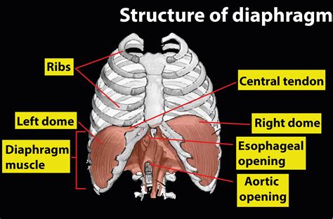Rib Cage Muscles Diagram Diaphragm Anatomy Pictures And Information