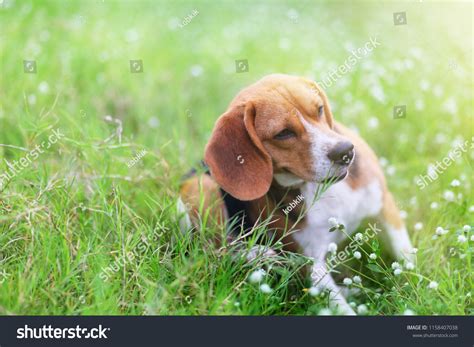 Beagle Dog Scratching Body On Green Stock Photo 1158407038 Shutterstock