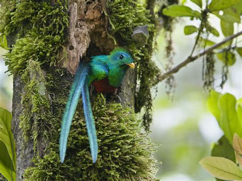Guatemala Wildlife 13 Facts About El Quetzal Travel Expertatravel