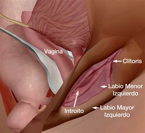 Vaginoplastia Mejora Tus Relaciones Sexuales Dr Juan Monreal