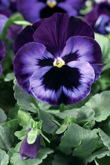 Pansy Delta Series Neon Violet Moss Greenhouses