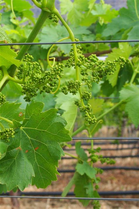 Growing Grape Vines And Starting Grapes From Seed Grapevine Growing