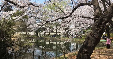 とりあえず KON BLOG: 善福寺公園の桜