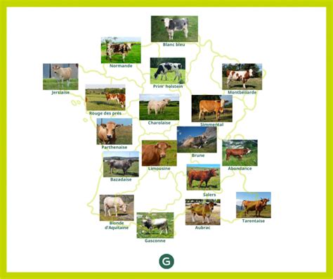 Les Races De Vache Tout Savoir Sur Les Races Bovines En France