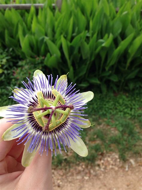 Blue Passion Flower By Garden Answers Plant Id