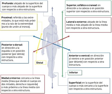 Resultado De Imagen De Direcciones Anatomicas Health And Fitness