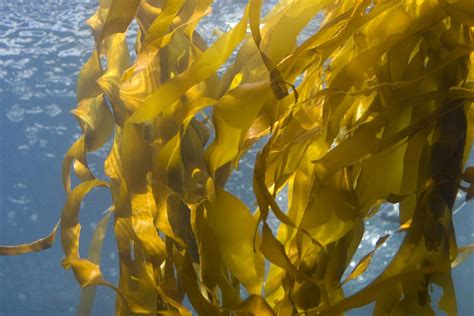 Seaweed Extract May Help Design New Drugs