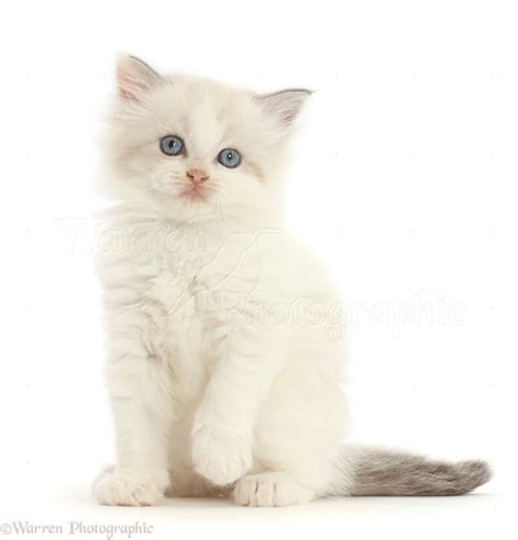 Persian X Ragdoll Kitten 7 Weeks Old Photo Wp48433