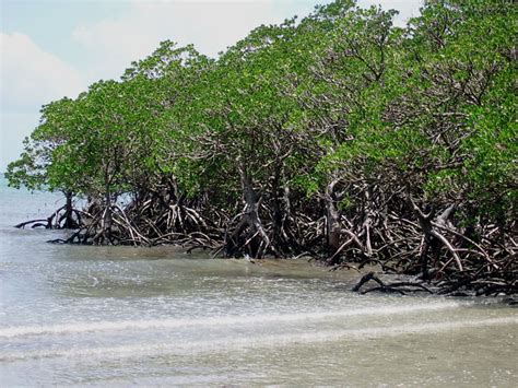 Importance Of Coral Reefs And Mangroves Importance Of