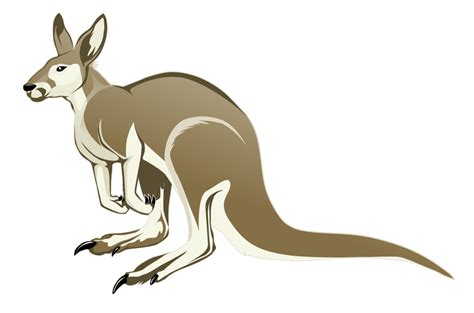 Kangaroo Draw Clip Art Library