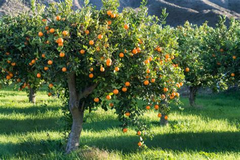 Royalty Free Orange Tree Pictures Images And Stock Photos Istock