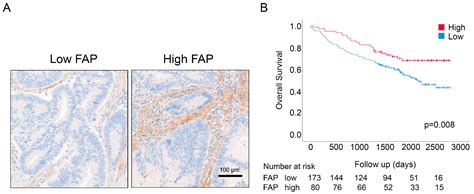 Cancers Free Full Text Prognostic Interactions Between Fap