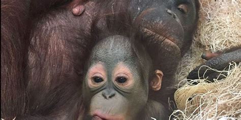 Waco Zoo Marks Orangutans First Birthday With Milk Drive