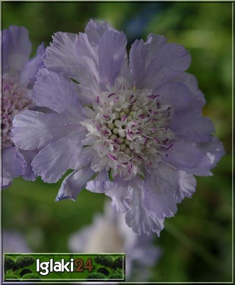 Scabiosa Caucasica Perfecta Mid Blue Drakiew Kaukaska Perfecta Mid