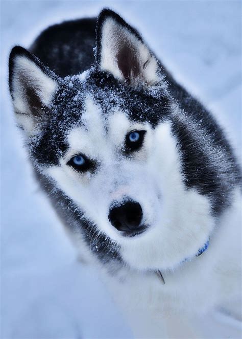 Different breeds grow at different rates, and young dogs should eat puppy food until they reach about 80% of their expected. 17+ images about Siberian Husky on Pinterest | Snow ...