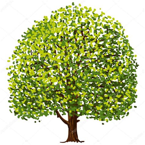 Dessiner un chêne je commence avec un arbre assez commun : arbre dessin — Image vectorielle zager © #32513571