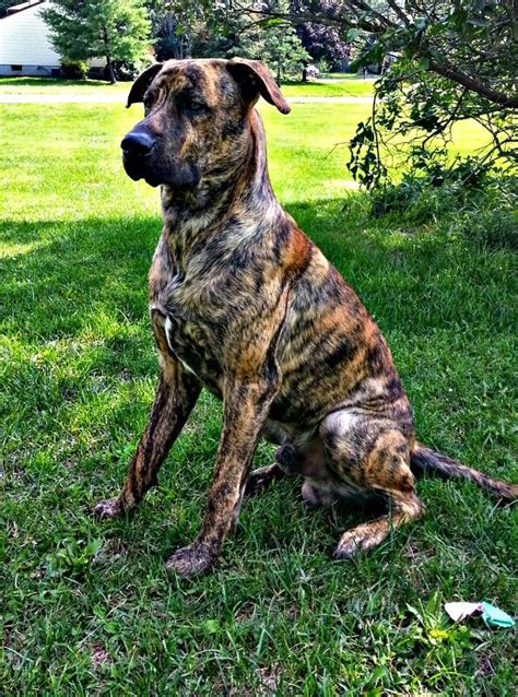 Great dane mastiff mix comparison. 22 Mastiffs Mixed With Great Dane | Page 4 of 6 | The Paws