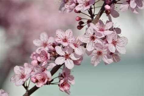 Pretty Pink Cherry Blossom Flowers Tree Branch Spring Photography