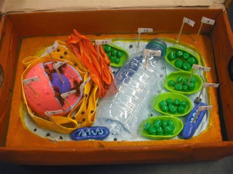 Designed By Youth Pollicita Middle School Animal And Plant Cell