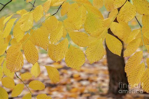 Kentucky Yellowwood Foliage In The Fall Photograph By Tim Gainey Fine