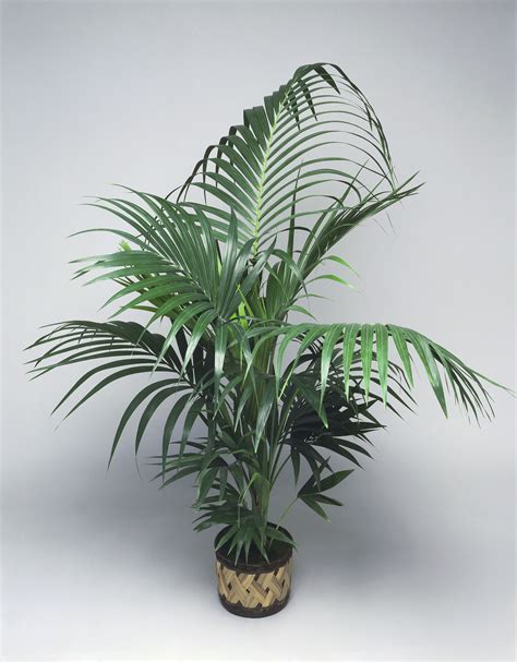 Growing Kentia Palms—howeia Species