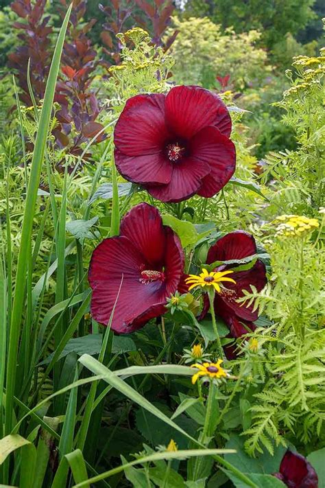 How To Grow And Care For Hardy Hibiscus Flowers