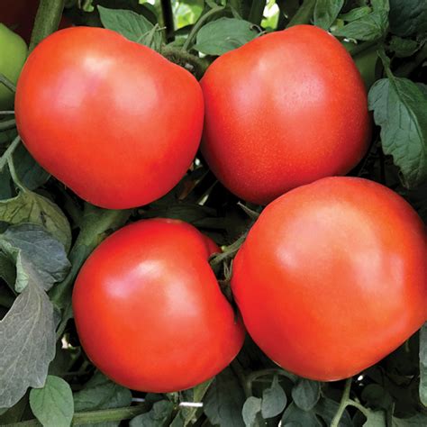 Rambler Hybrid Tomato New Items Totally Tomatoes