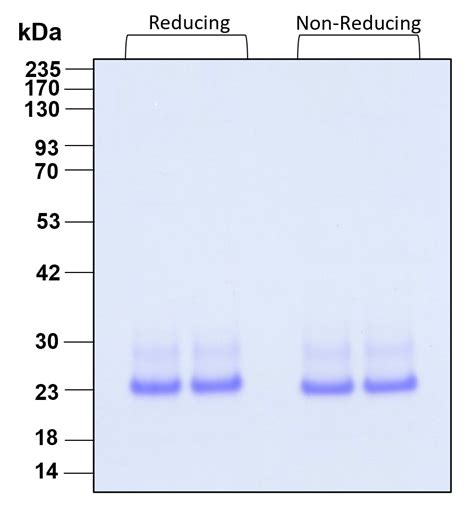 Humankine Recombinant Human Il 6 Protein Proteintech