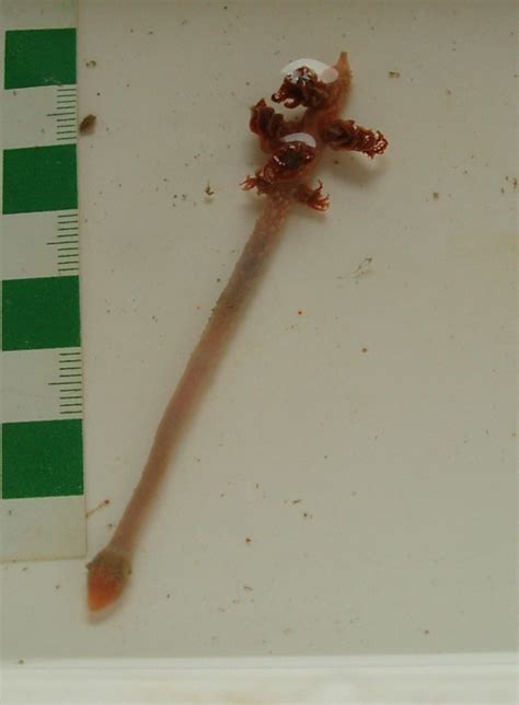 Worms World Register Of Marine Species Photogallery