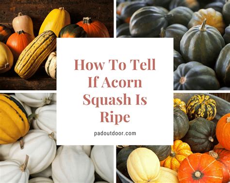 How To Tell If Acorn Squash Is Ripe Pad Outdoor