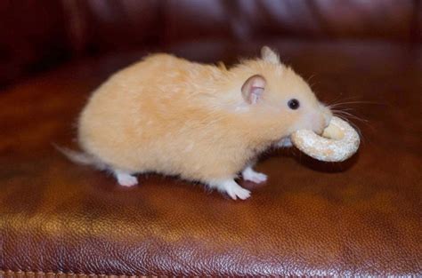 27 Cutest Hamster Pictures Ever Seen On The Internet Stuffmakesmehappy