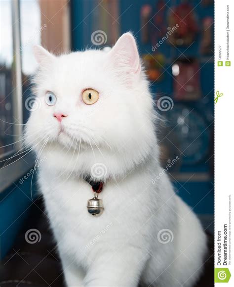 Cats are displayed by show season, with the most recent season at the top. White Persian Cat Two Color Eyes Stock Image - Image of ...
