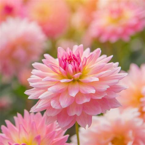 30 Best Summer Flowers Beautiful Flowers That Bloom All
