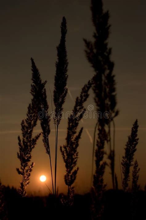 Blades Of Grass At Sunset Stock Photo Image Of Romantic 160012942